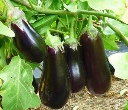 Патладжан Арагон F1 Aragon F1- (7036) 